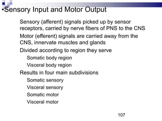 •Sensory Input and Motor Output
• Sensory (afferent) signals picked up by sensor
receptors, carried by nerve fibers of PNS to the CNS
• Motor (efferent) signals are carried away from the
CNS, innervate muscles and glands
• Divided according to region they serve
• Somatic body region
• Visceral body region
• Results in four main subdivisions
• Somatic sensory
• Visceral sensory
• Somatic motor
• Visceral motor
107
 
