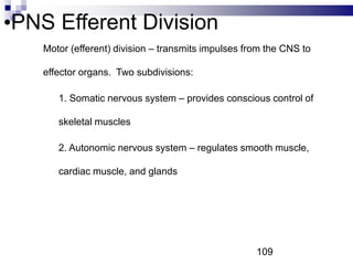 •PNS Efferent Division
• Motor (efferent) division – transmits impulses from the CNS to
effector organs. Two subdivisions:
• 1. Somatic nervous system – provides conscious control of
skeletal muscles
• 2. Autonomic nervous system – regulates smooth muscle,
cardiac muscle, and glands
109
 