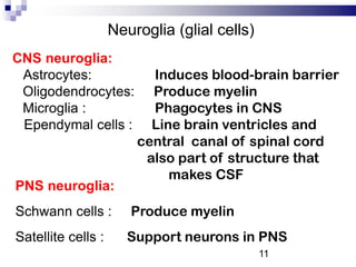 Neuroglia (glial cells)
CNS neuroglia:
Astrocytes: Induces blood-brain barrier
Oligodendrocytes: Produce myelin
Microglia : Phagocytes in CNS
Ependymal cells : Line brain ventricles and
central canal of spinal cord
also part of structure that
makes CSF
PNS neuroglia:
Schwann cells : Produce myelin
Satellite cells : Support neurons in PNS
11
 