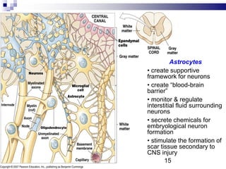 Astrocytes
• create supportive
framework for neurons
• create “blood-brain
barrier”
• monitor & regulate
interstitial fluid surrounding
neurons
• secrete chemicals for
embryological neuron
formation
• stimulate the formation of
scar tissue secondary to
CNS injury
15
 