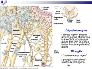 Oligodendrocytes
• create myelin sheath
around axons of neurons
in the CNS. Myelinated
axons transmit impulses
faster than unmyelinated
axons
Microglia
• “brain macrophages”
• phagocytize cellular
wastes & pathogens
16
 