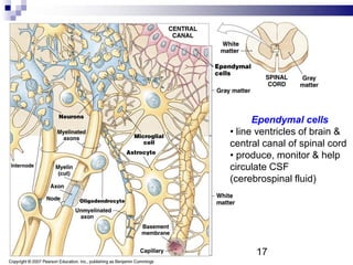 Ependymal cells
• line ventricles of brain &
central canal of spinal cord
• produce, monitor & help
circulate CSF
(cerebrospinal fluid)
17
 