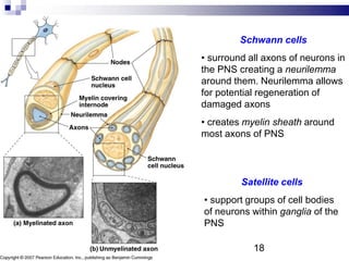 Schwann cells
• surround all axons of neurons in
the PNS creating a neurilemma
around them. Neurilemma allows
for potential regeneration of
damaged axons
• creates myelin sheath around
most axons of PNS
Satellite cells
• support groups of cell bodies
of neurons within ganglia of the
PNS
18
 