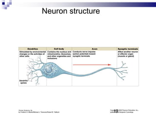 Neuron structure
19
 