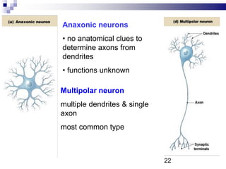 Anaxonic neurons
• no anatomical clues to
determine axons from
dendrites
• functions unknown
Multipolar neuron
multiple dendrites & single
axon
most common type
22
 