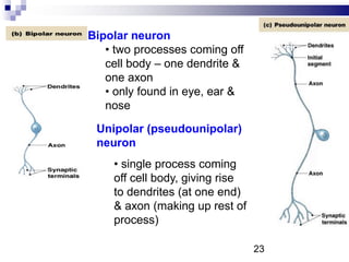 Bipolar neuron
• two processes coming off
cell body – one dendrite &
one axon
• only found in eye, ear &
nose
Unipolar (pseudounipolar)
neuron
• single process coming
off cell body, giving rise
to dendrites (at one end)
& axon (making up rest of
process)
23
 