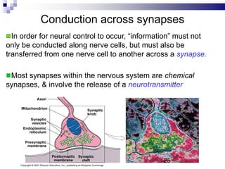 Conduction across synapses
Most synapses within the nervous system are chemical
synapses, & involve the release of a neurotransmitter
In order for neural control to occur, “information” must not
only be conducted along nerve cells, but must also be
transferred from one nerve cell to another across a synapse.
25
 