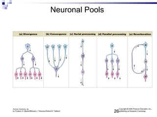 Neuronal Pools
26
 