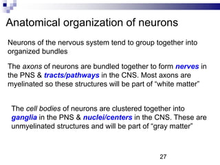 Anatomical organization of neurons
Neurons of the nervous system tend to group together into
organized bundles
The axons of neurons are bundled together to form nerves in
the PNS & tracts/pathways in the CNS. Most axons are
myelinated so these structures will be part of “white matter”
The cell bodies of neurons are clustered together into
ganglia in the PNS & nuclei/centers in the CNS. These are
unmyelinated structures and will be part of “gray matter”
27
 