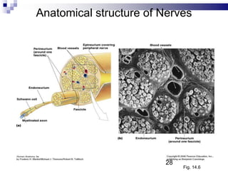 Anatomical structure of Nerves
Fig. 14.6
28
 