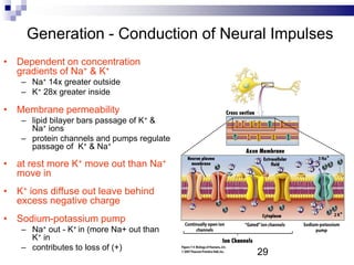 Generation - Conduction of Neural Impulses
• Dependent on concentration
gradients of Na+ & K+
– Na+ 14x greater outside
– K+ 28x greater inside
• Membrane permeability
– lipid bilayer bars passage of K+ &
Na+ ions
– protein channels and pumps regulate
passage of K+ & Na+
• at rest more K+ move out than Na+
move in
• K+ ions diffuse out leave behind
excess negative charge
• Sodium-potassium pump
– Na+ out - K+ in (more Na+ out than
K+ in
– contributes to loss of (+)
29
 