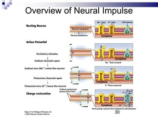 Overview of Neural Impulse
30
 
