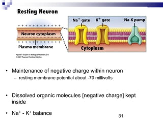 • Maintenance of negative charge within neuron
– resting membrane potential about -70 millivolts
• Dissolved organic molecules [negative charge] kept
inside
• Na+ - K+ balance 31
 