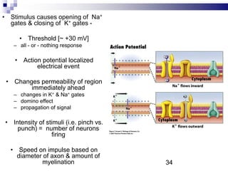 • Stimulus causes opening of Na+
gates & closing of K+ gates -
• Threshold [~ +30 mV]
– all - or - nothing response
• Action potential localized
electrical event
• Changes permeability of region
immediately ahead
– changes in K+ & Na+ gates
– domino effect
– propagation of signal
• Intensity of stimuli (i.e. pinch vs.
punch) = number of neurons
firing
• Speed on impulse based on
diameter of axon & amount of
myelination 34
 