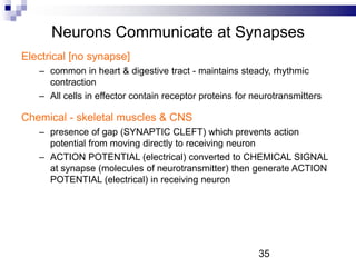 Neurons Communicate at Synapses
Electrical [no synapse]
– common in heart & digestive tract - maintains steady, rhythmic
contraction
– All cells in effector contain receptor proteins for neurotransmitters
Chemical - skeletal muscles & CNS
– presence of gap (SYNAPTIC CLEFT) which prevents action
potential from moving directly to receiving neuron
– ACTION POTENTIAL (electrical) converted to CHEMICAL SIGNAL
at synapse (molecules of neurotransmitter) then generate ACTION
POTENTIAL (electrical) in receiving neuron
35
 