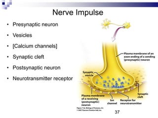 Nerve Impulse
• Presynaptic neuron
• Vesicles
• [Calcium channels]
• Synaptic cleft
• Postsynaptic neuron
• Neurotransmitter receptor
37
 