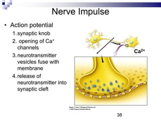 Nerve Impulse
• Action potential
1.synaptic knob
2. opening of Ca+
channels
3.neurotransmitter
vesicles fuse with
membrane
4.release of
neurotransmitter into
synaptic cleft
Ca2+
38
 