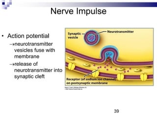 Nerve Impulse
• Action potential
neurotransmitter
vesicles fuse with
membrane
release of
neurotransmitter into
synaptic cleft
39
 