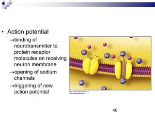 • Action potential
binding of
neurotransmitter to
protein receptor
molecules on receiving
neuron membrane
opening of sodium
channels
triggering of new
action potential
40
 