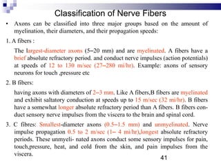 Classification of Nerve Fibers
• Axons can be classified into three major groups based on the amount of
myelination, their diameters, and their propagation speeds:
1. A fibers :
The largest-diameter axons (5–20 mm) and are myelinated. A fibers have a
brief absolute refractory period. and conduct nerve impulses (action potentials)
at speeds of 12 to 130 m/sec (27–280 mi/hr). Example: axons of sensory
neurons for touch ,pressure etc
2. B fibers:
having axons with diameters of 2–3 mm. Like A fibers,B fibers are myelinated
and exhibit saltatory conduction at speeds up to 15 m/sec (32 mi/hr). B fibers
have a somewhat longer absolute refractory period than A fibers. B fibers con-
duct sensory nerve impulses from the viscera to the brain and spinal cord.
3. C fibres: Smallest-diameter axons (0.5–1.5 mm) and unmyelinated. Nerve
impulse propagation 0.5 to 2 m/sec (1– 4 mi/hr),longest absolute refractory
periods. These unmyeli- nated axons conduct some sensory impulses for pain,
touch,pressure, heat, and cold from the skin, and pain impulses from the
viscera.
41
 