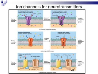 Ion channels for neurotransmitters
44
 