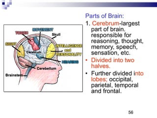 Parts of Brain:
1. Cerebrum-largest
part of brain.
responsible for
reasoning, thought,
memory, speech,
sensation, etc.
• Divided into two
halves.
• Further divided into
lobes; occipital,
parietal, temporal
and frontal.
56P
 