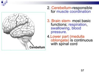 2. Cerebellum-responsible
for muscle coordination
3. Brain stem- most basic
functions; respiration,
swallowing, blood
pressure.
4.Lower part (medulla
oblongata) is continuous
with spinal cord
57P
 