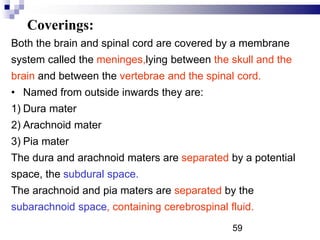 Coverings:
Both the brain and spinal cord are covered by a membrane
system called the meninges,lying between the skull and the
brain and between the vertebrae and the spinal cord.
• Named from outside inwards they are:
1) Dura mater
2) Arachnoid mater
3) Pia mater
The dura and arachnoid maters are separated by a potential
space, the subdural space.
The arachnoid and pia maters are separated by the
subarachnoid space, containing cerebrospinal fluid.
59
 