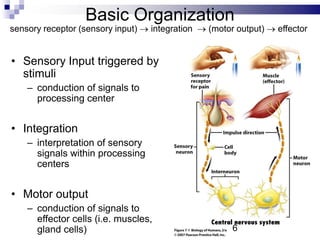 Basic Organization
• Sensory Input triggered by
stimuli
– conduction of signals to
processing center
• Integration
– interpretation of sensory
signals within processing
centers
• Motor output
– conduction of signals to
effector cells (i.e. muscles,
gland cells)
sensory receptor (sensory input)  integration  (motor output)  effector
6
 