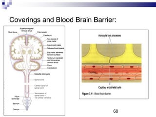 Coverings and Blood Brain Barrier:
60
 