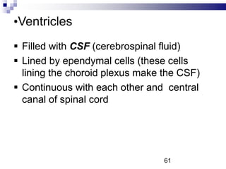 •Ventricles
 Filled with CSF (cerebrospinal fluid)
 Lined by ependymal cells (these cells
lining the choroid plexus make the CSF)
 Continuous with each other and central
canal of spinal cord
61
 