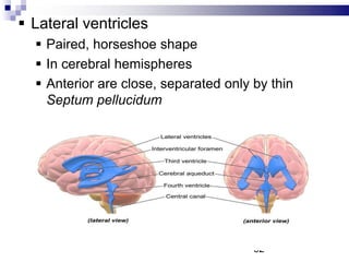 Lateral ventricles
 Paired, horseshoe shape
 In cerebral hemispheres
 Anterior are close, separated only by thin
Septum pellucidum
62
 