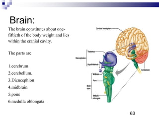 Brain:
The brain constitutes about one-
fiftieth of the body weight and lies
within the cranial cavity.
The parts are
1.cerebrum
2.cerebellum.
3.Diencephlon
4.midbrain
5.pons
6.medulla oblongata
63P
 
