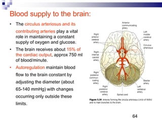 Blood supply to the brain:
• The circulus arteriosus and its
contributing arteries play a vital
role in maintaining a constant
supply of oxygen and glucose.
• The brain receives about 15% of
the cardiac output, approx 750 ml
of blood/minute.
• Autoregulation maintain blood
flow to the brain constant by
adjusting the diameter (about
65-140 mmHg) with changes
occurring only outside these
limits.
64P
 