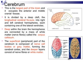 Cerebrum
This is the largest part of the brain and
it occupies the anterior and middle
cranial fossae.
It is divided by a deep cleft, the
longitudinal cerebral fis-sure, into right
and left cerebral hemispheres, each
containing one of the lateral ventricles.
Deep within the brain the hemispheres
are connected by a mass of white
matter (nerve fibres) called the corpus
callosum.
The superficial (peripheral) part of the
cerebrum is composed of nerve cell
bodies or grey matter, forming the
cerebral cortex, and the deeper layers
consist of nerve fibres or white matter.
65P
 