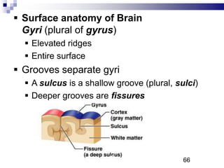  Surface anatomy of Brain
Gyri (plural of gyrus)
 Elevated ridges
 Entire surface
 Grooves separate gyri
 A sulcus is a shallow groove (plural, sulci)
 Deeper grooves are fissures
66P
 