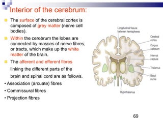 Interior of the cerebrum:
The surface of the cerebral cortex is
composed of grey matter (nerve cell
bodies).
Within the cerebrum the lobes are
connected by masses of nerve fibres,
or tracts, which make up the white
matter of the brain.
The afferent and efferent fibres
linking the different parts of the
brain and spinal cord are as follows.
• Association (arcuate) fibres
• Commissural fibres
• Projection fibres
69P
 