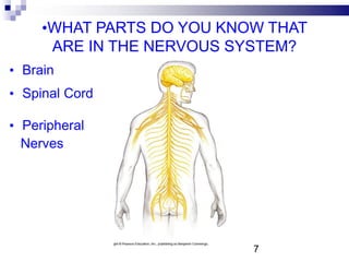 • Brain
•WHAT PARTS DO YOU KNOW THAT
ARE IN THE NERVOUS SYSTEM?
• Spinal Cord
• Peripheral
Nerves
7
 