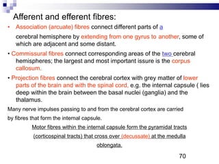 Afferent and efferent fibres:
• Association (arcuate) fibres connect different parts of a
cerebral hemisphere by extending from one gyrus to another, some of
which are adjacent and some distant.
• Commissural fibres connect corresponding areas of the two cerebral
hemispheres; the largest and most important issure is the corpus
callosum.
• Projection fibres connect the cerebral cortex with grey matter of lower
parts of the brain and with the spinal cord, e.g. the internal capsule ( lies
deep within the brain between the basal nuclei (ganglia) and the
thalamus.
Many nerve impulses passing to and from the cerebral cortex are carried
by fibres that form the internal capsule.
Motor fibres within the internal capsule form the pyramidal tracts
(corticospinal tracts) that cross over (decussate) at the medulla
oblongata.
70P
 
