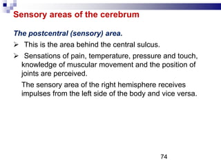 Sensory areas of the cerebrum
The postcentral (sensory) area.
 This is the area behind the central sulcus.
 Sensations of pain, temperature, pressure and touch,
knowledge of muscular movement and the position of
joints are perceived.
The sensory area of the right hemisphere receives
impulses from the left side of the body and vice versa.
74
 