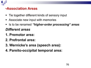 •Association Areas
 Tie together different kinds of sensory input
 Associate new input with memories
 Is to be renamed “higher-order processing“ areas
Different areas
1. Premotor area:
2. Prefrontal area:
3. Wernicke’s area (speech area):
4. Pareito-occipital temporal area:
76
 
