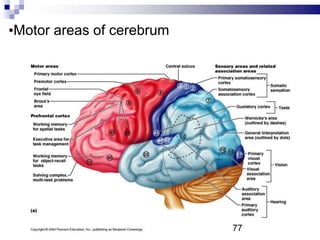 •Motor areas of cerebrum
77
 