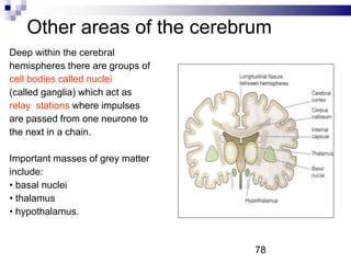 Other areas of the cerebrum
Deep within the cerebral
hemispheres there are groups of
cell bodies called nuclei
(called ganglia) which act as
relay stations where impulses
are passed from one neurone to
the next in a chain.
Important masses of grey matter
include:
• basal nuclei
• thalamus
• hypothalamus.
78
 