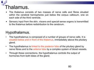 Thalamus.
The thalamus consists of two masses of nerve cells and fibres situated
within the cerebral hemispheres just below the corpus callosum, one on
each side of the third ventricle.
Sensory input from the skin, viscera and special sense organs is transmitted
to the thalamus before redistribution to the cerebrum.
Hypothalamus.
• The hypothalamus is composed of a number of groups of nerve cells. It is
situated below and in front of the thalamus, immediately above the pituitary
gland.
• The hypothalamus is linked to the posterior lobe of the pituitary gland by
nerve fibres and to the anterior lobe by a complex system of blood vessels.
• Through these connections, the hypothalamus controls the output of
hormones from both lobes of the gland.
80
 