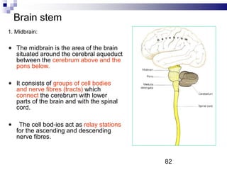 Brain stem
1. Midbrain:
The midbrain is the area of the brain
situated around the cerebral aqueduct
between the cerebrum above and the
pons below.
It consists of groups of cell bodies
and nerve fibres (tracts) which
connect the cerebrum with lower
parts of the brain and with the spinal
cord.
The cell bod-ies act as relay stations
for the ascending and descending
nerve fibres.
82
 