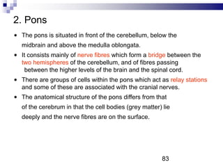 2. Pons
The pons is situated in front of the cerebellum, below the
midbrain and above the medulla oblongata.
It consists mainly of nerve fibres which form a bridge between the
two hemispheres of the cerebellum, and of fibres passing
between the higher levels of the brain and the spinal cord.
There are groups of cells within the pons which act as relay stations
and some of these are associated with the cranial nerves.
The anatomical structure of the pons differs from that
of the cerebrum in that the cell bodies (grey matter) lie
deeply and the nerve fibres are on the surface.
83
 
