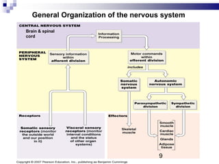 General Organization of the nervous system
Brain & spinal
cord
9
 