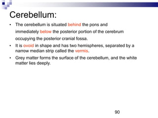 Cerebellum:
• The cerebellum is situated behind the pons and
immediately below the posterior portion of the cerebrum
occupying the posterior cranial fossa.
• It is ovoid in shape and has two hemispheres, separated by a
narrow median strip called the vermis.
• Grey matter forms the surface of the cerebellum, and the white
matter lies deeply.
90
 