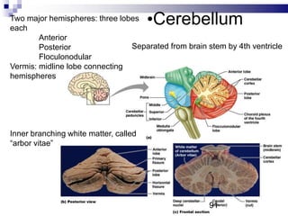 •CerebellumTwo major hemispheres: three lobes
each
Anterior
Posterior
Floculonodular
Vermis: midline lobe connecting
hemispheres
Inner branching white matter, called
“arbor vitae”
Separated from brain stem by 4th ventricle
91
 