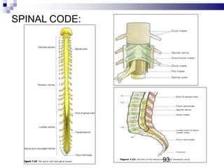 SPINAL CODE:
93
 